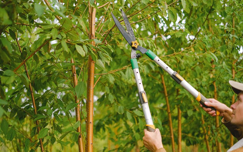 Tree trimming in Alder Creek, NY